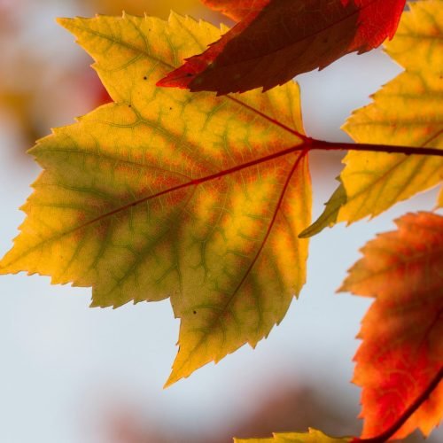 Outono tem início nesta quarta com temperaturas acima da média e tempo seco