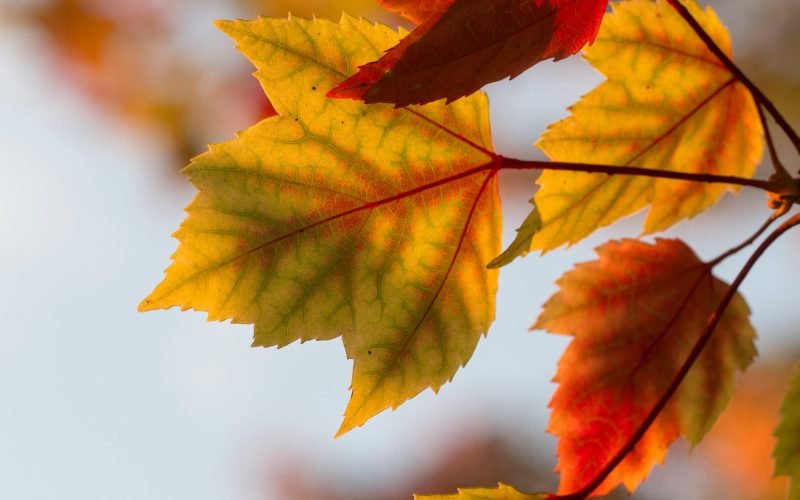 Outono tem início nesta quarta com temperaturas acima da média e tempo seco